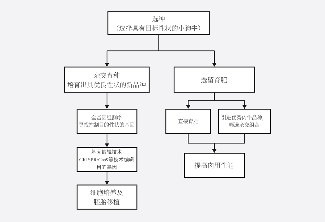 浙江小狗牛育种技术路线图